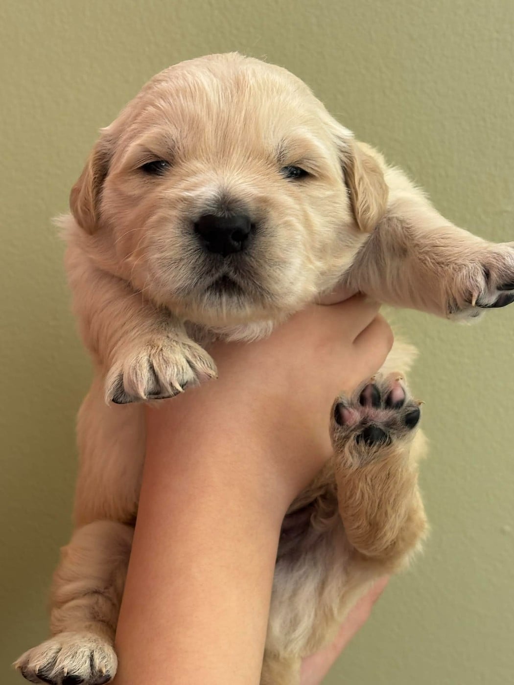 Golden Retriever - (Sans Affixe)