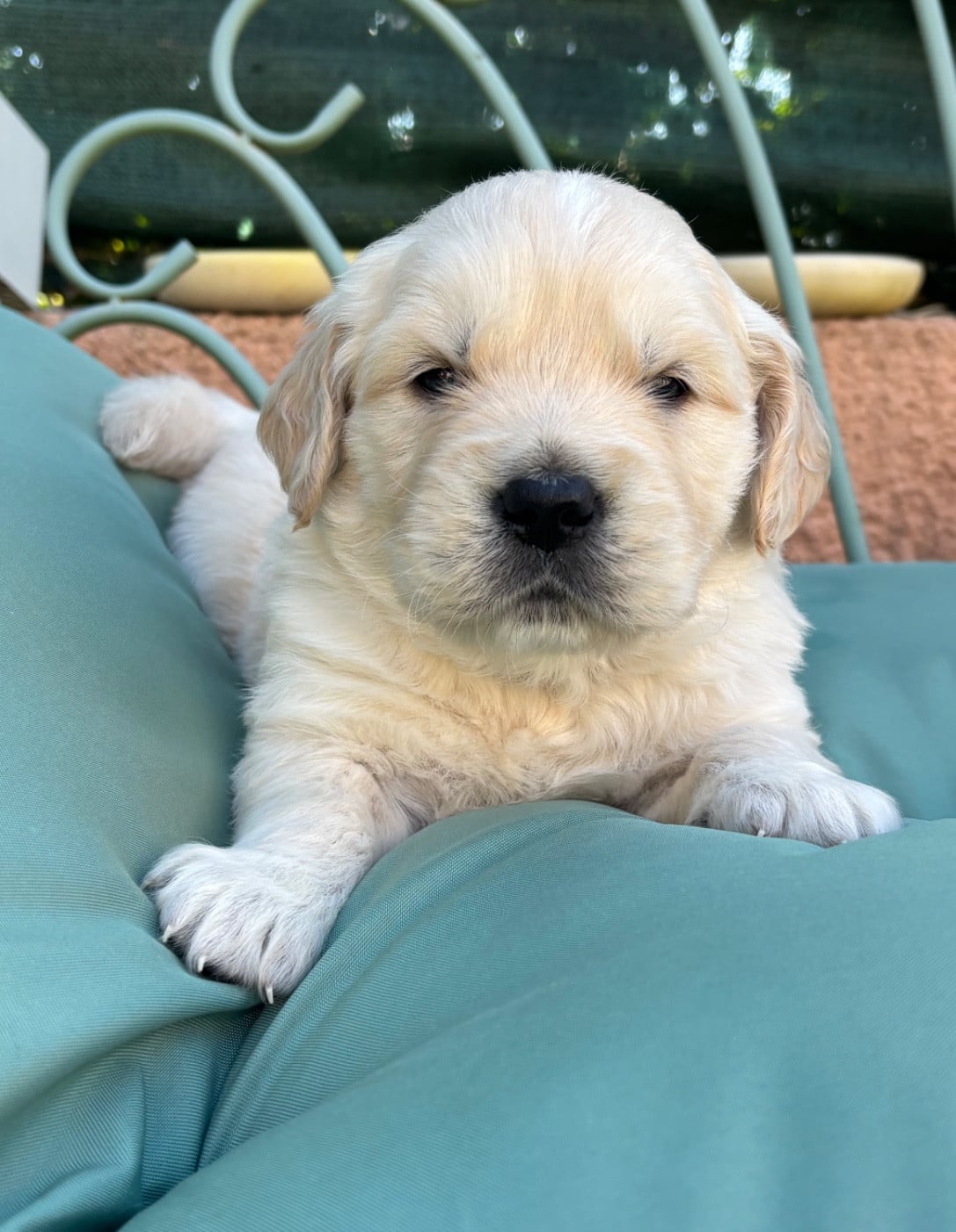 Golden Retriever - (Sans Affixe)