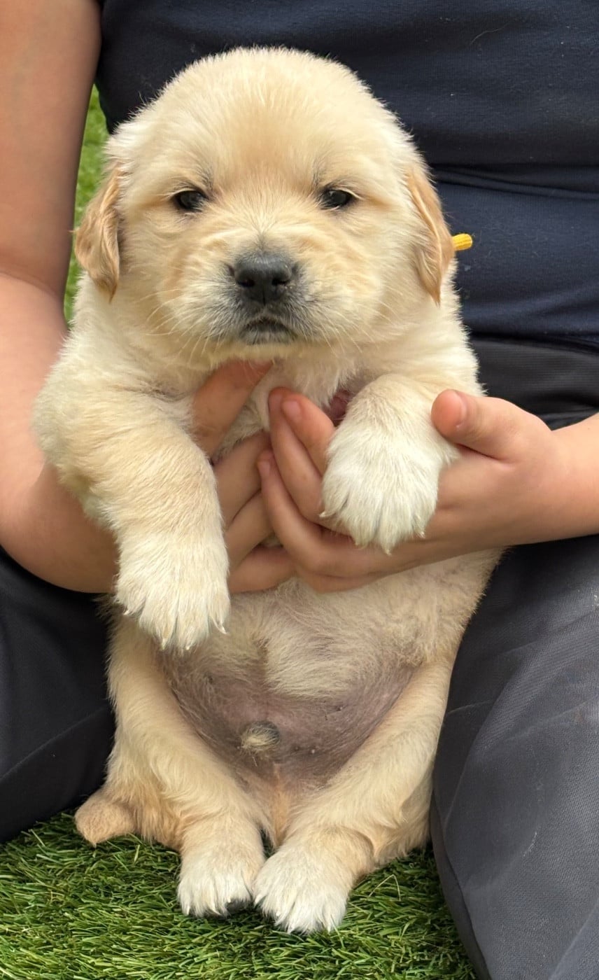 Golden Retriever - (Sans Affixe)