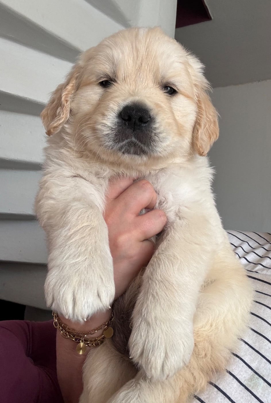 Golden Retriever - (Sans Affixe)