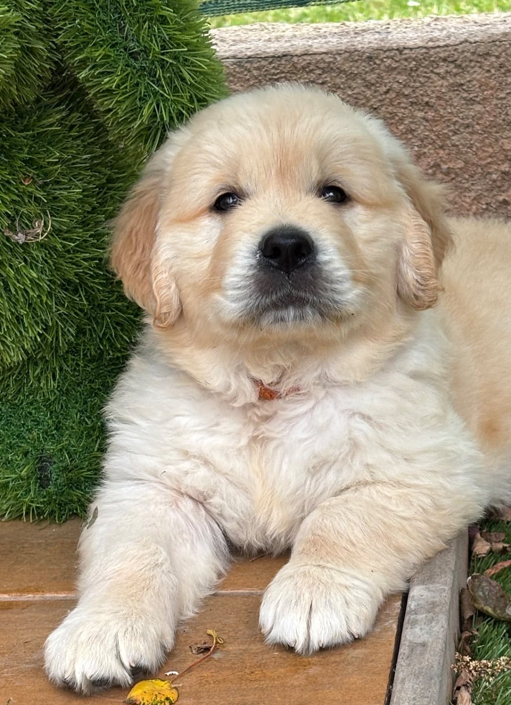 Golden Retriever - (Sans Affixe)