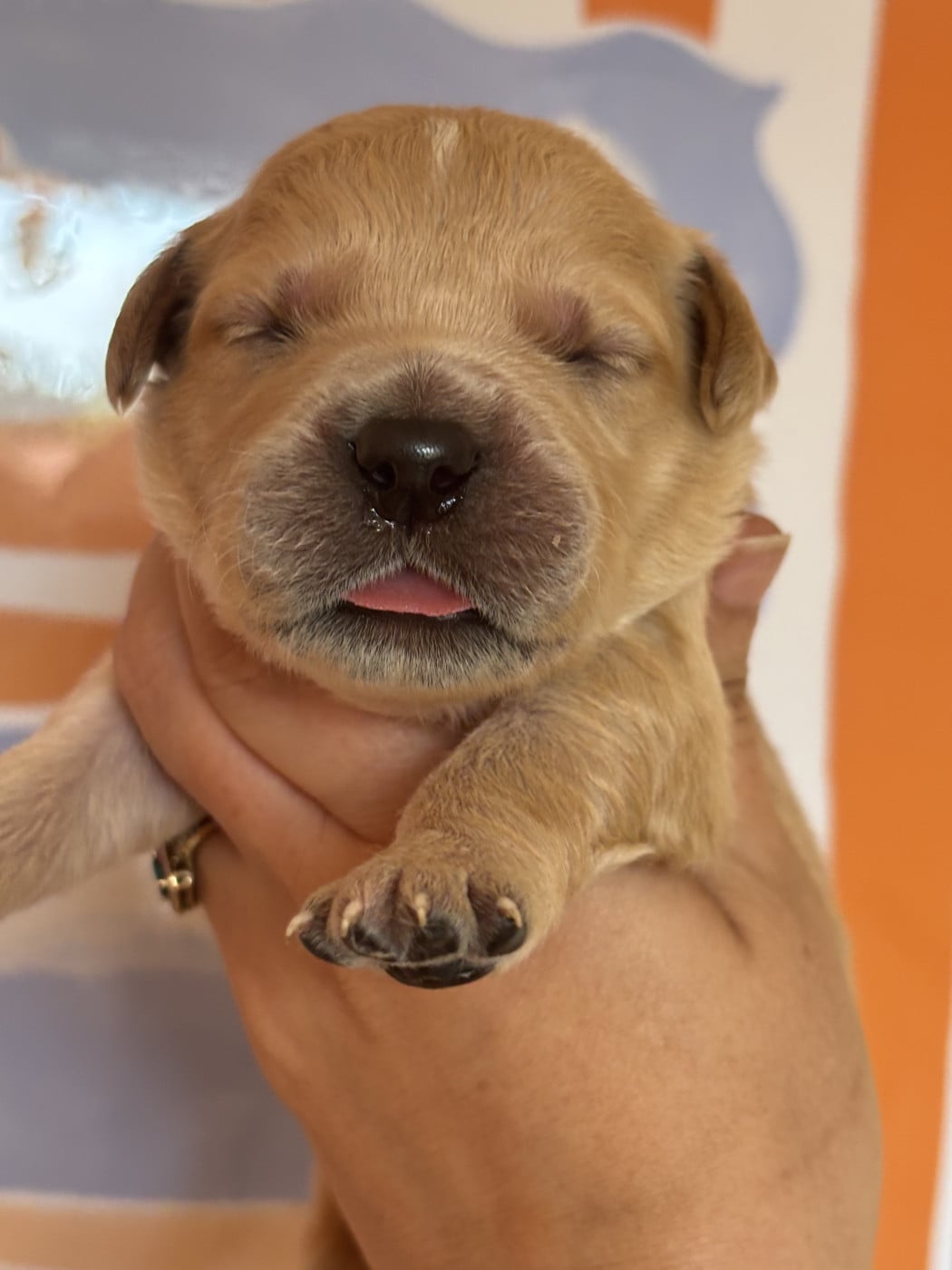 Chiot N°4 - Golden Retriever
