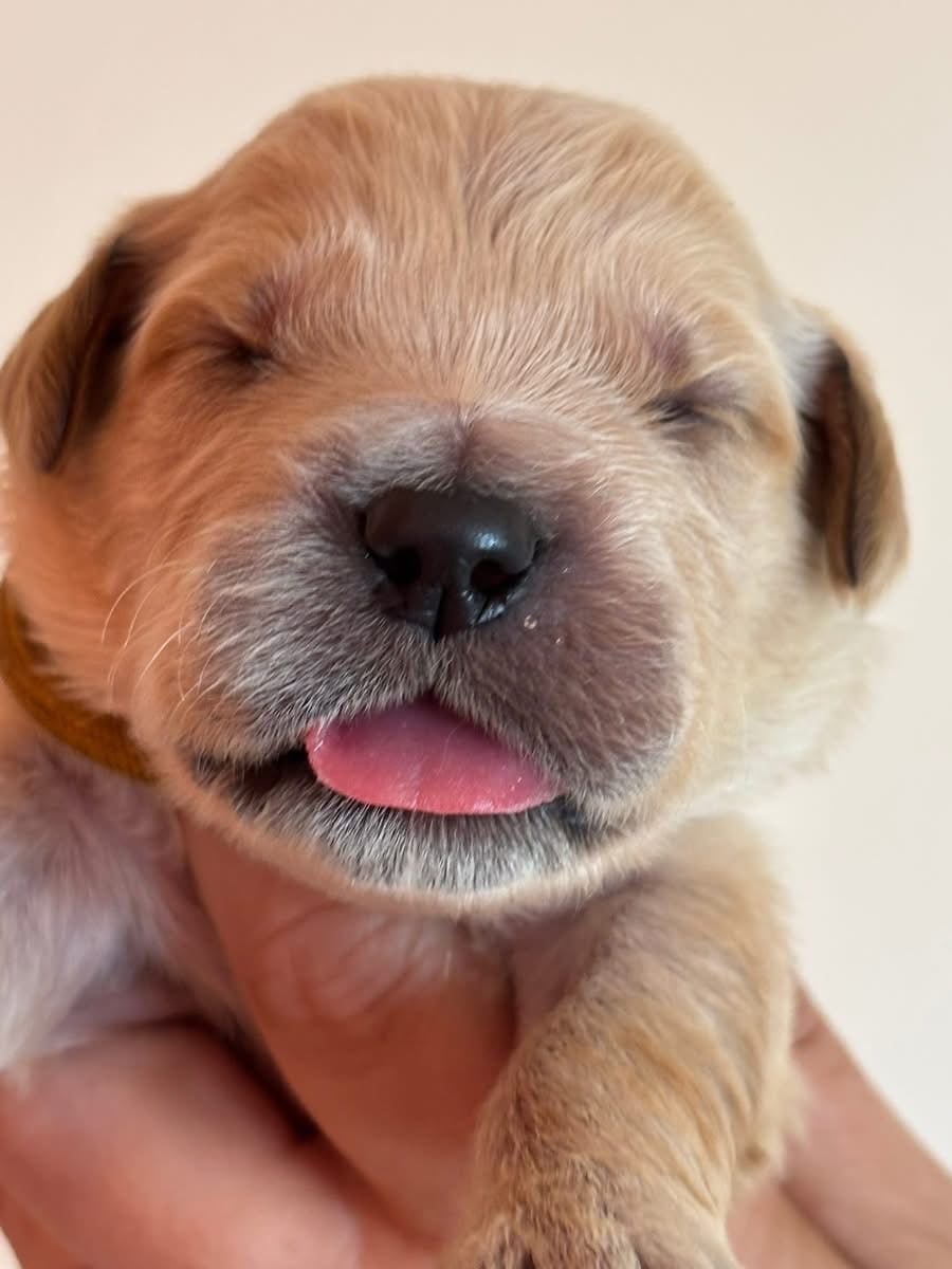 Chiot N°5 - Golden Retriever