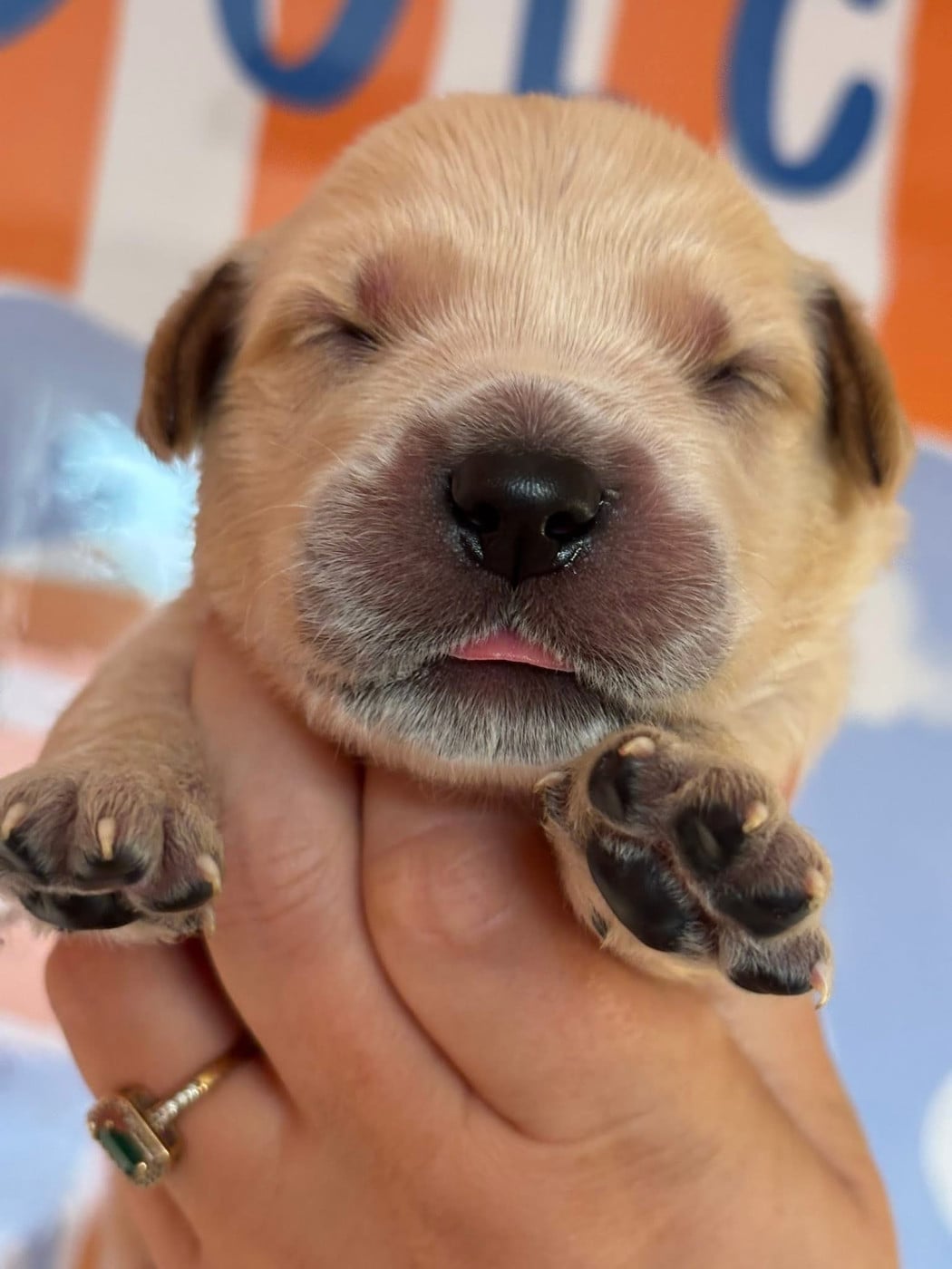 Chiot N°6 - Golden Retriever