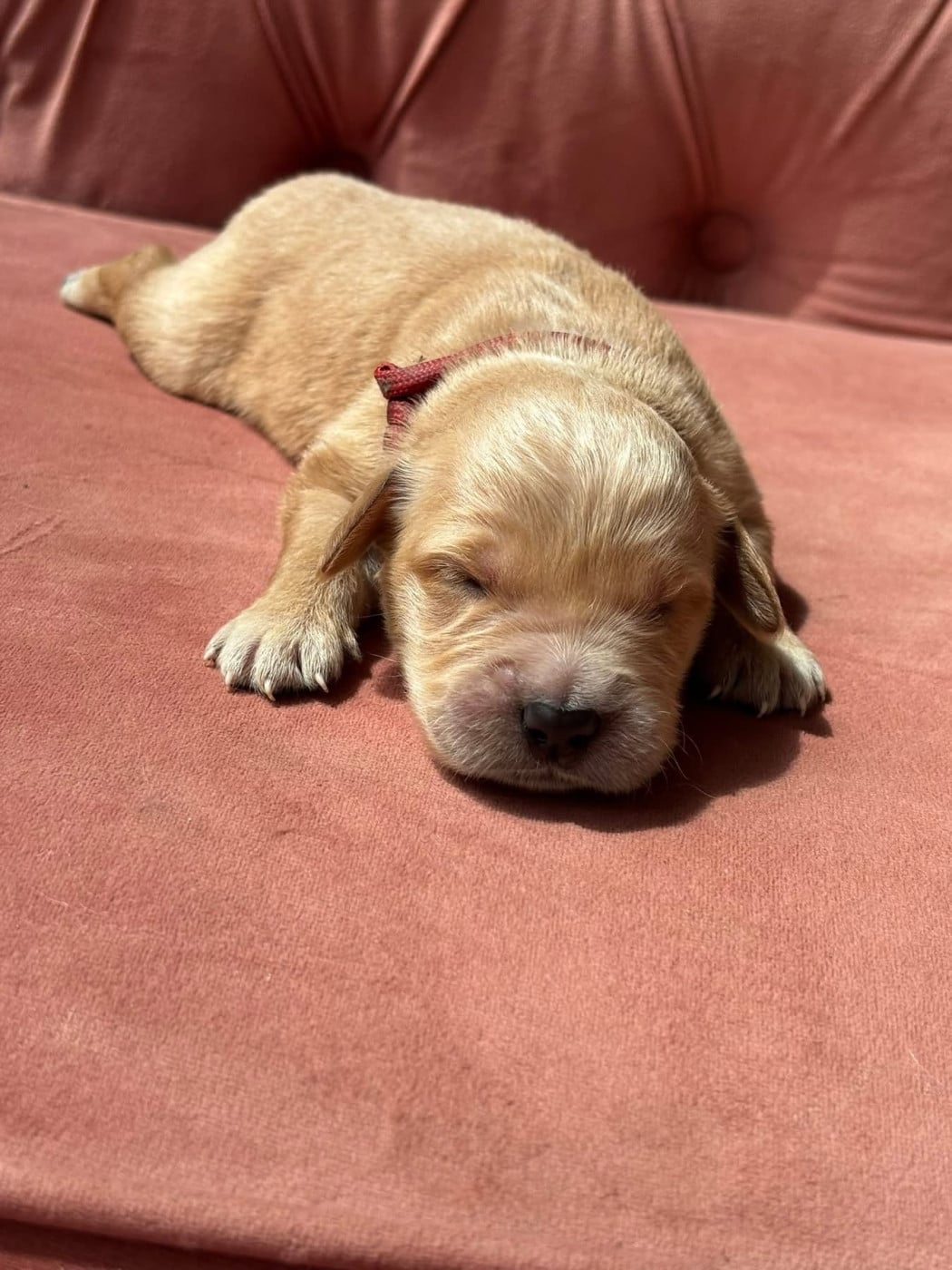 Chiot N°8 - Golden Retriever