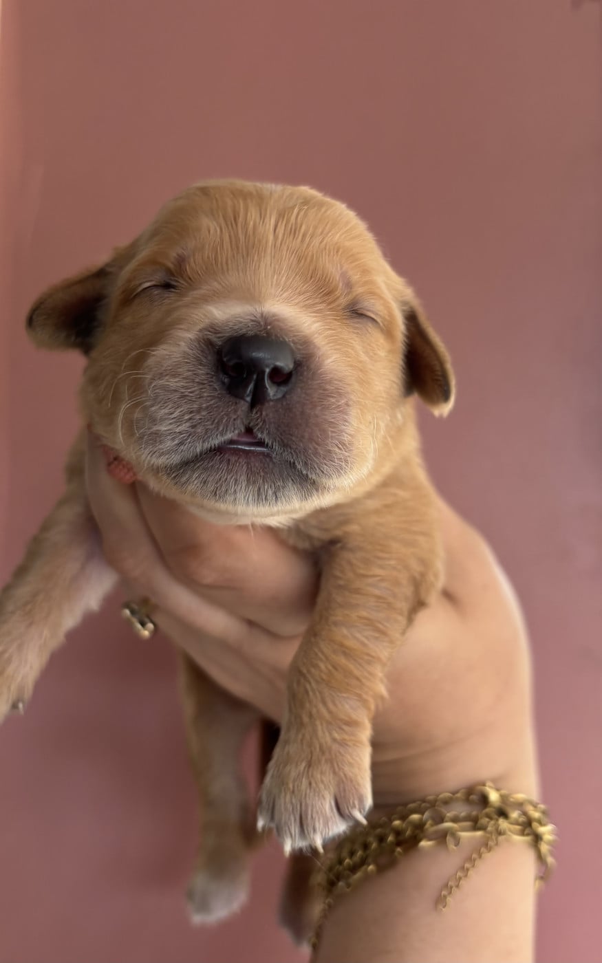 Chiot N°10 - Golden Retriever