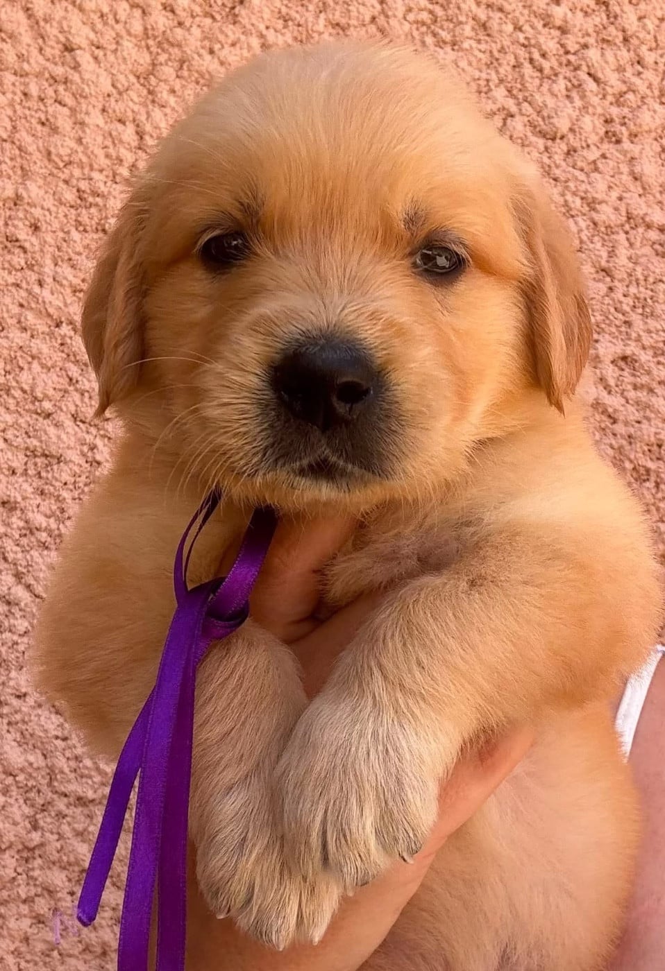 Chiot N°9 miss violette - Golden Retriever