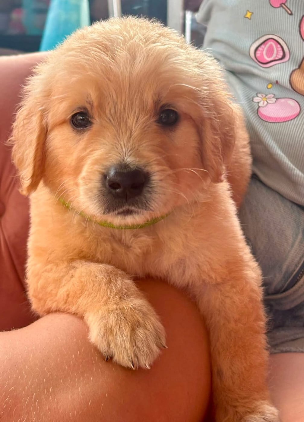 Chiot N°6 collier vert - Golden Retriever