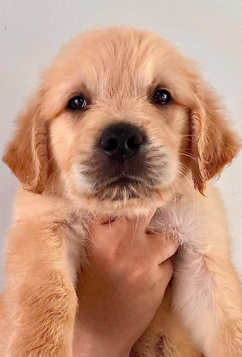 Chiot N°7 collier bleu - Golden Retriever