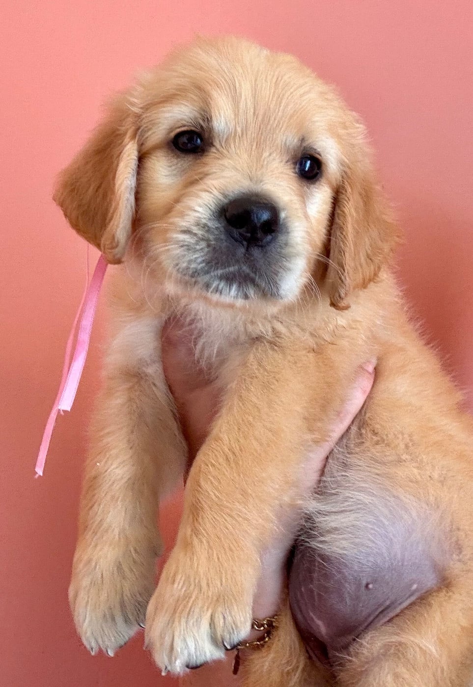 Chiot N°8 miss rose