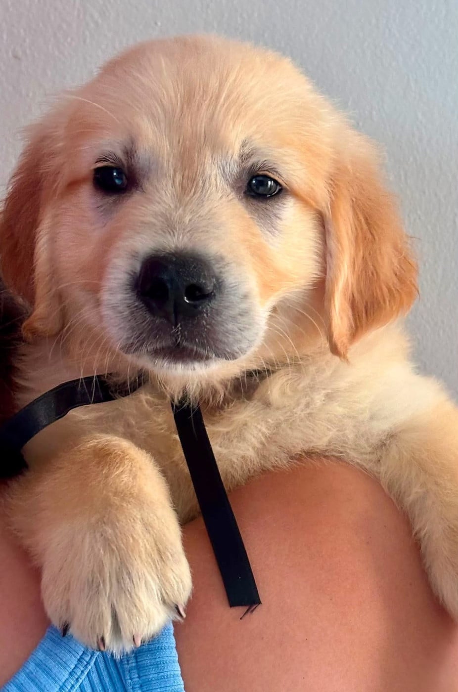 Chiot N°1 collier noir