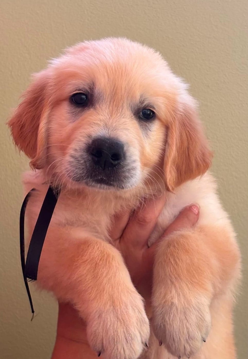 Chiot N°1 collier noir