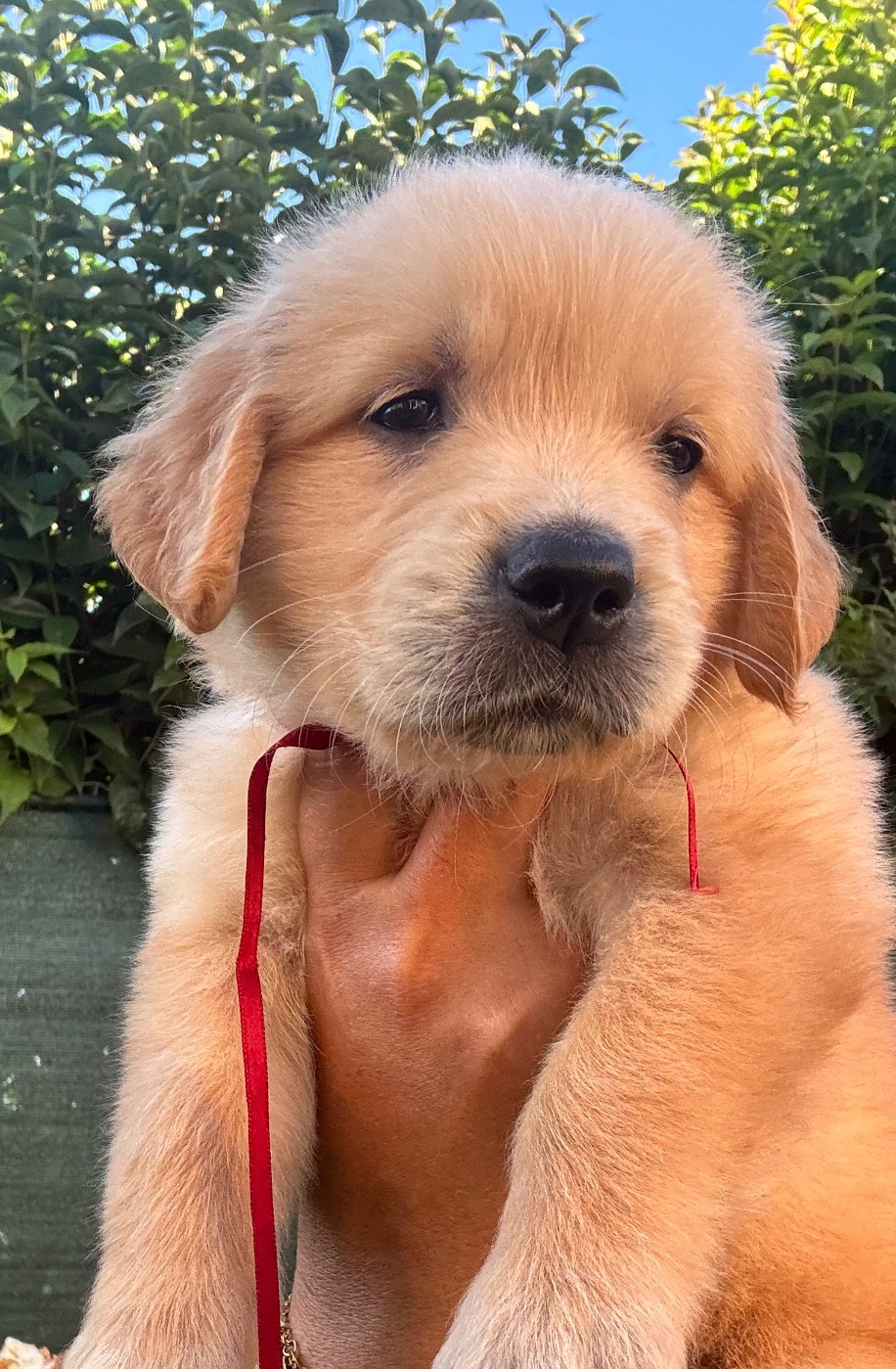 Chiot N°10 miss rouge
