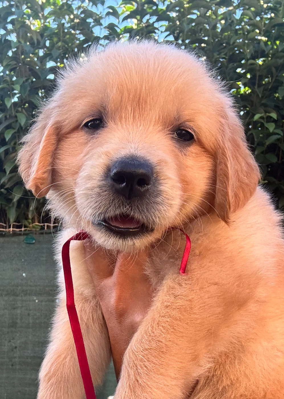 Chiot N°10 miss rouge
