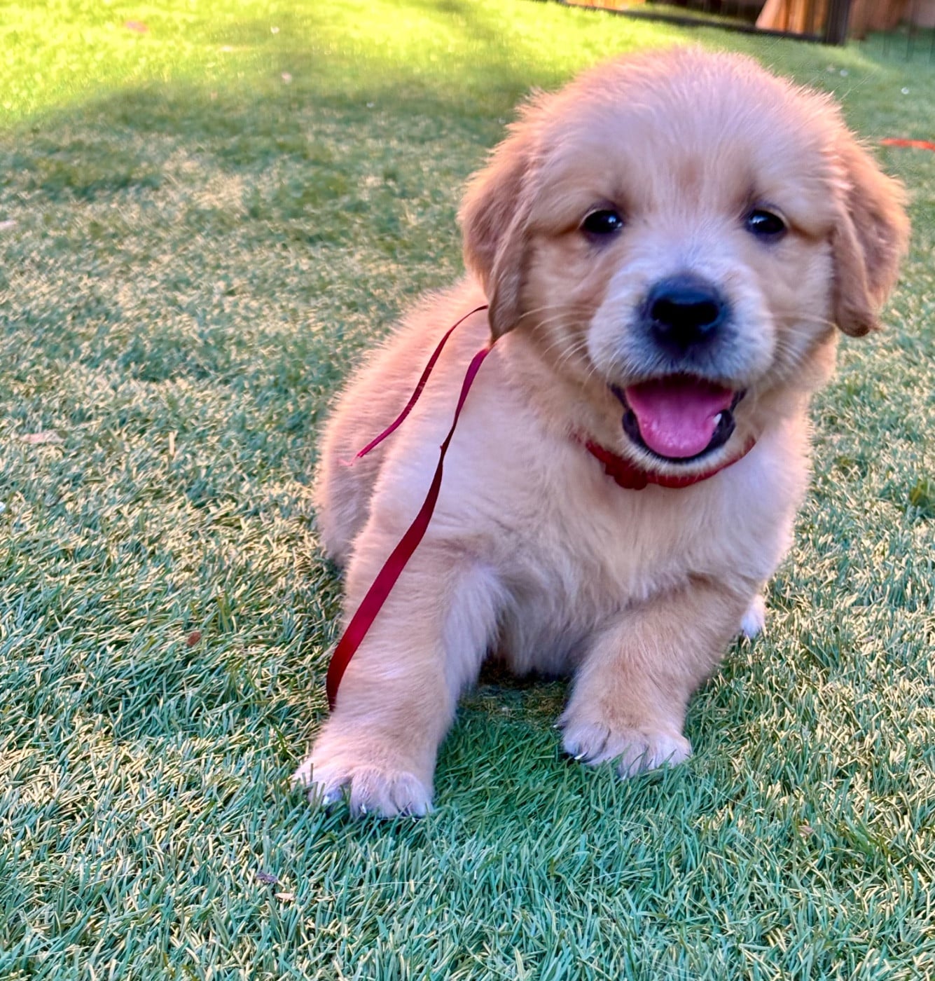 Chiot N°10 miss rouge