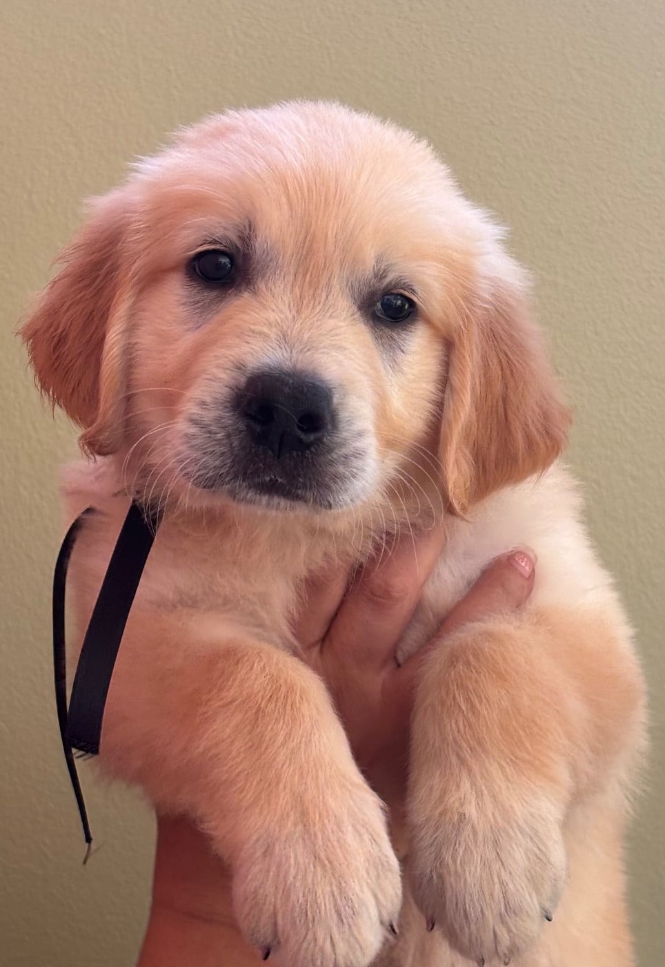 Chiot Golden Retriever