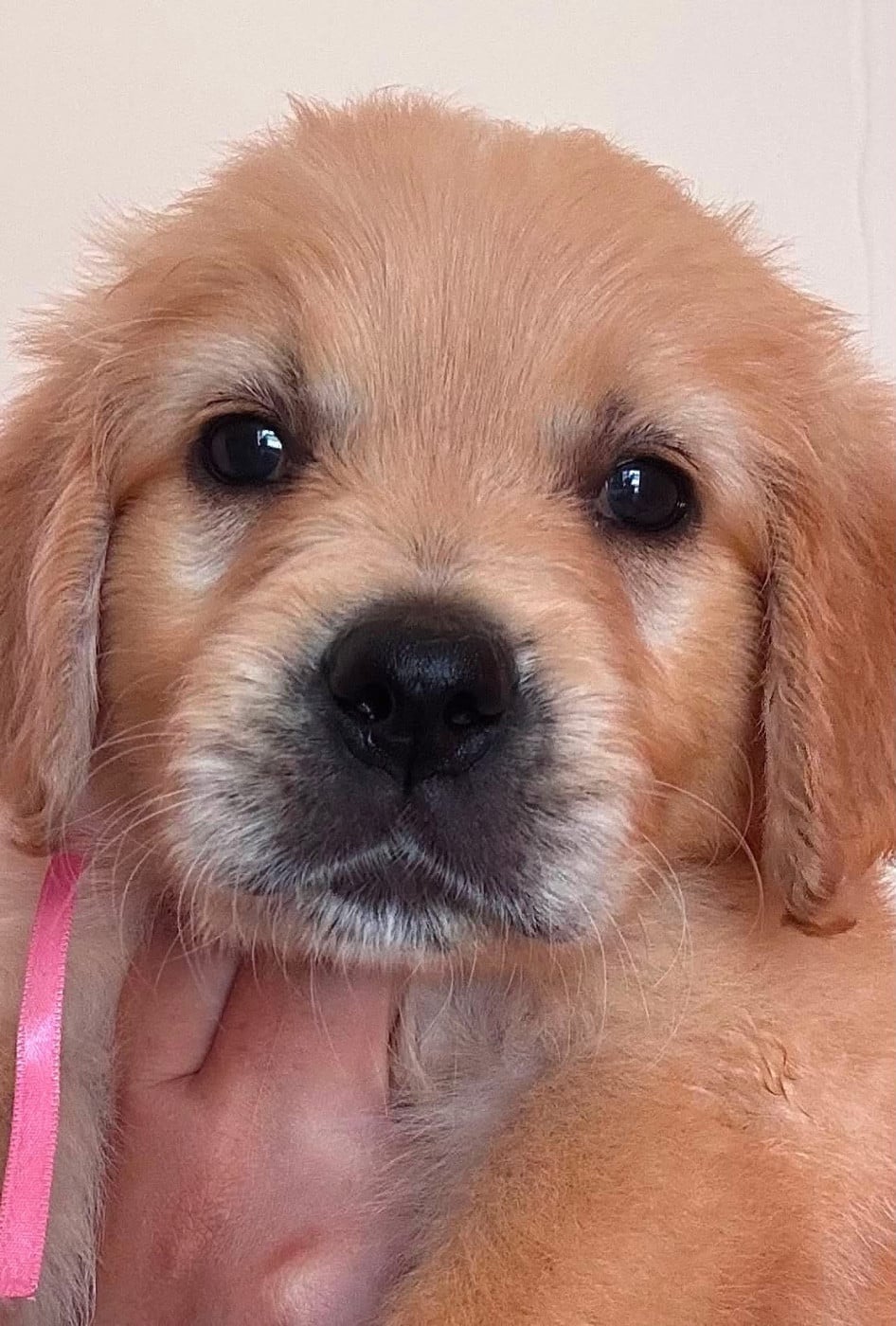 Chiot N°8 miss rose