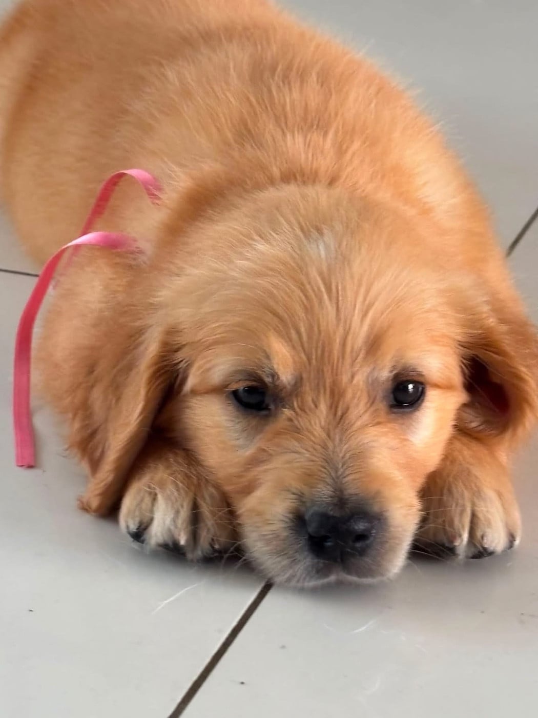 Chiot N°8 miss rose