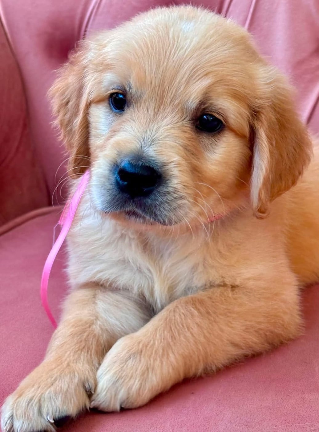 Chiot N°8 miss rose
