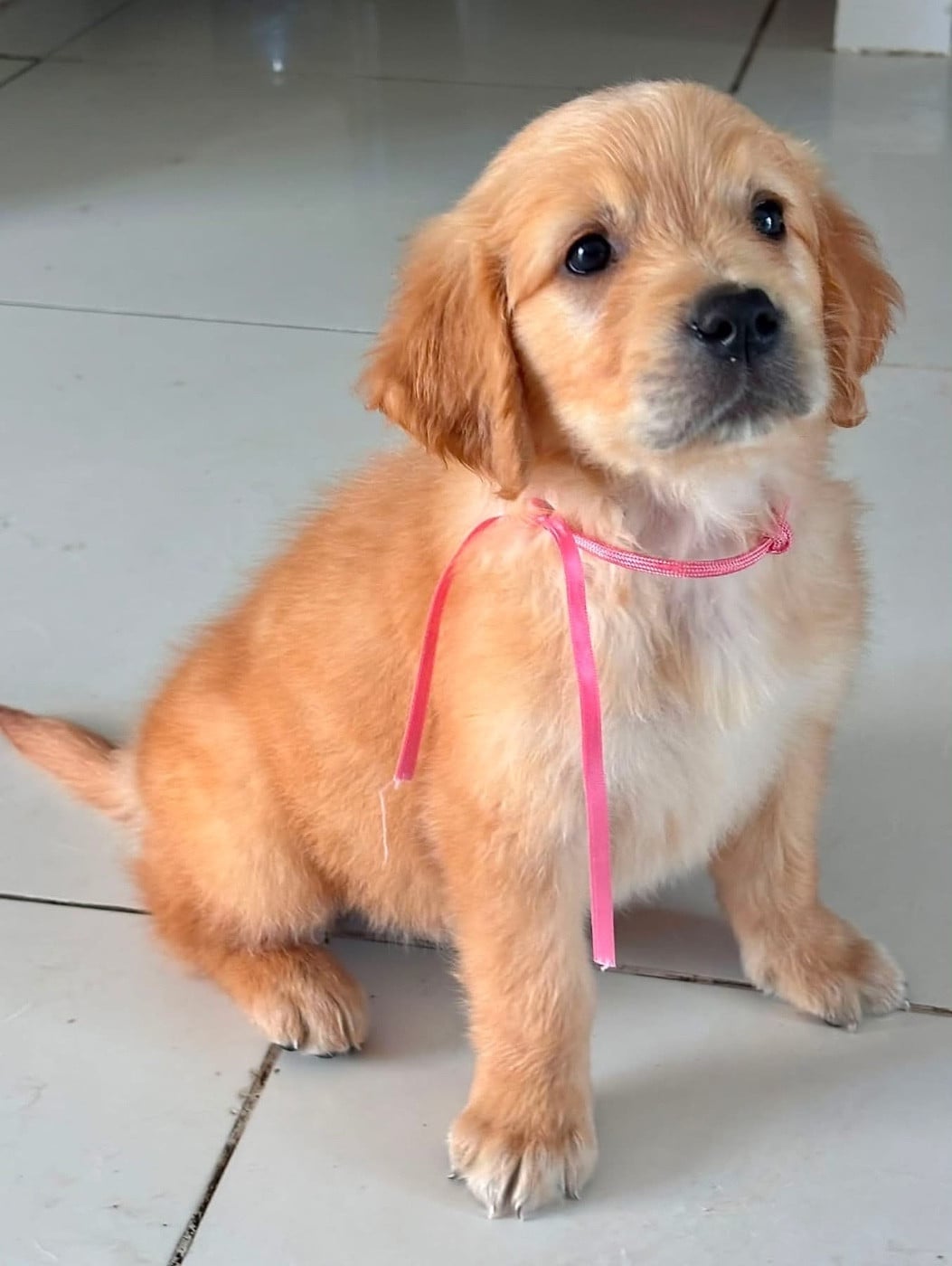 Chiot N°8 miss rose