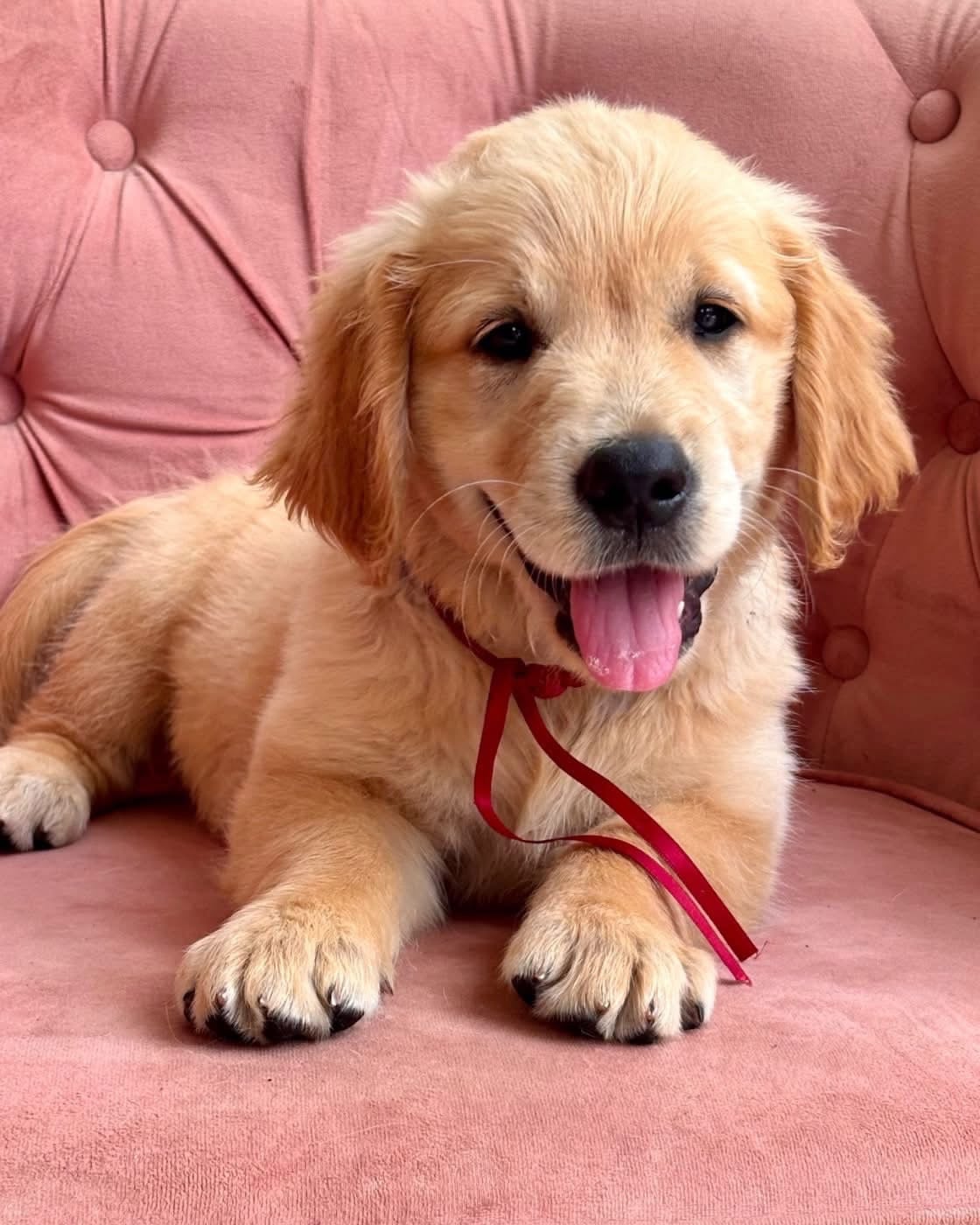 Chiot N°10 miss rouge