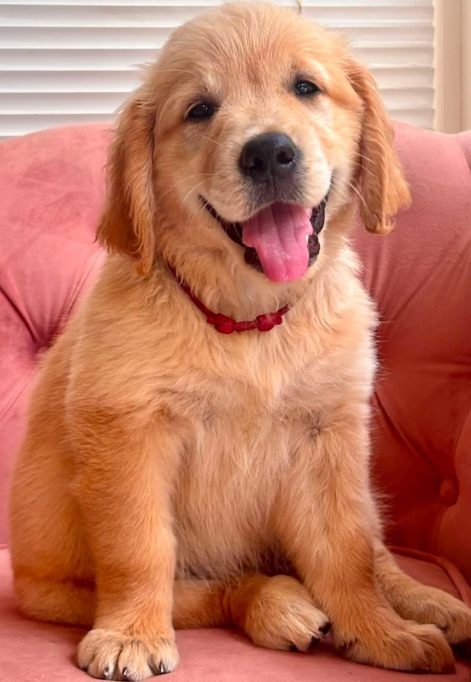 Chiot N°10 miss rouge