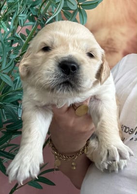 Les chiots de Golden Retriever