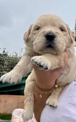 Les chiots de Golden Retriever