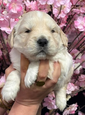 Les chiots de Golden Retriever
