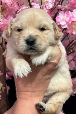 Les chiots de Golden Retriever