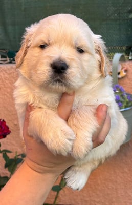 Les chiots de Golden Retriever