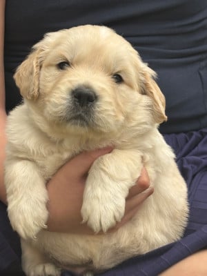Les chiots de Golden Retriever