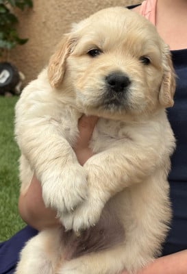 Les chiots de Golden Retriever