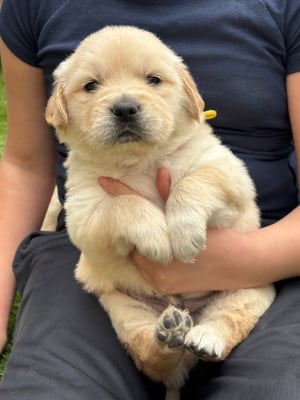 Les chiots de Golden Retriever