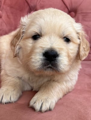 Les chiots de Golden Retriever