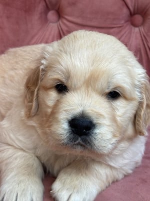 Les chiots de Golden Retriever