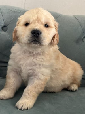 Les chiots de Golden Retriever