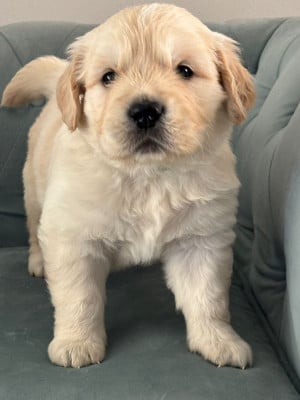 Les chiots de Golden Retriever