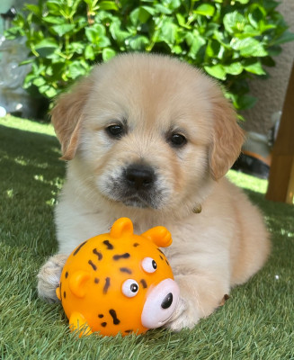 Les chiots de Golden Retriever