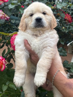 Les chiots de Golden Retriever