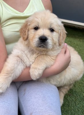 Les chiots de Golden Retriever