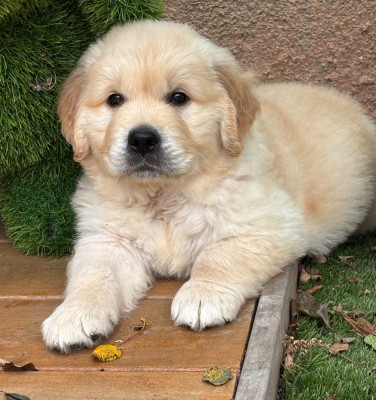 Les chiots de Golden Retriever