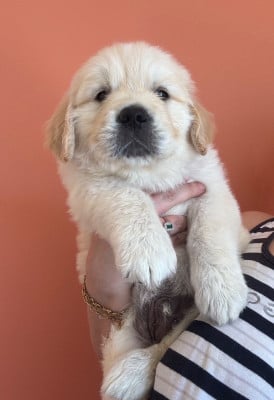 Les chiots de Golden Retriever