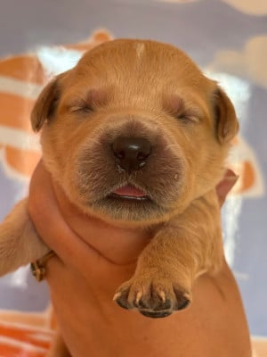 Les chiots de Golden Retriever