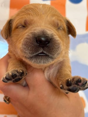 Les chiots de Golden Retriever