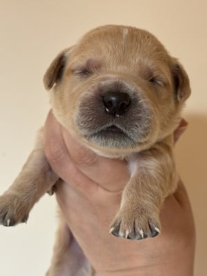 Les chiots de Golden Retriever