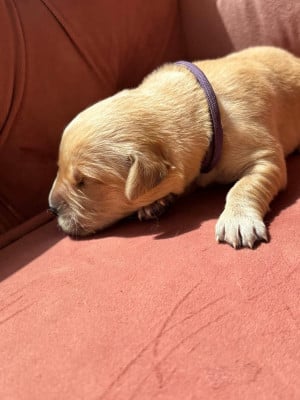 Les chiots de Golden Retriever