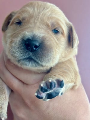 Les chiots de Golden Retriever