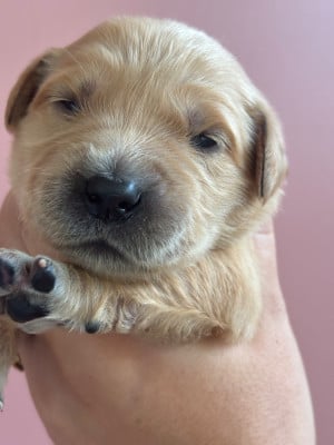 Les chiots de Golden Retriever