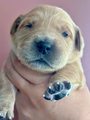 Les chiots de Golden Retriever